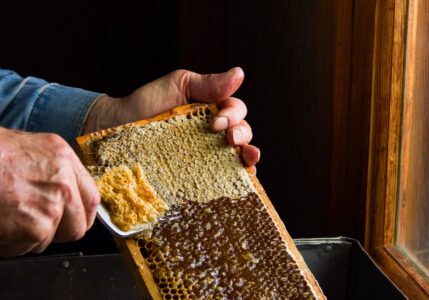 Economical Honey Extraction Methods Image